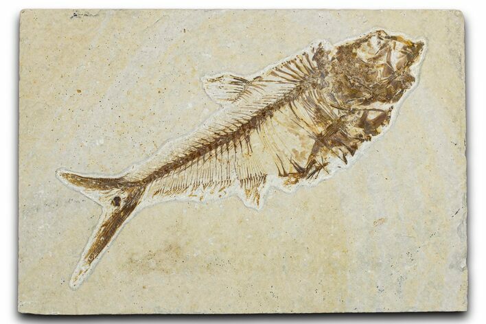 Detailed Fossil Fish (Diplomystus) - Wyoming #344801